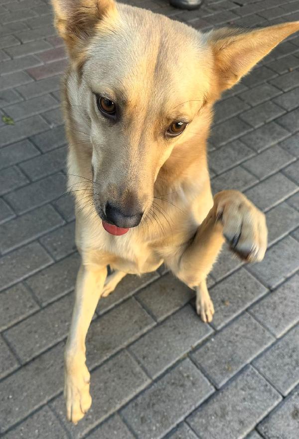 MANUEL CAGNOLINO TIMIDO Foto 5